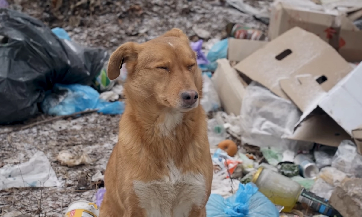 U24 -Ukraine24 Foundation. Charitable Foundation - Pet support
