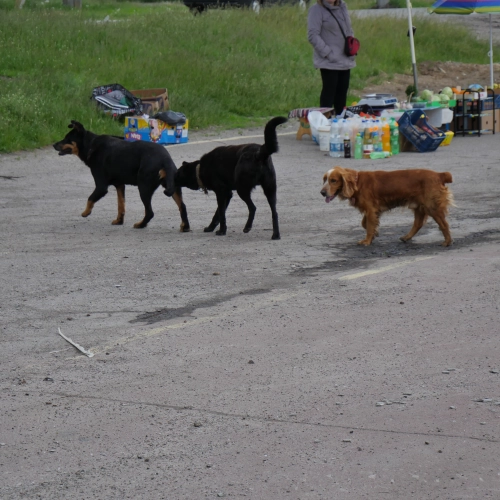 Pet support