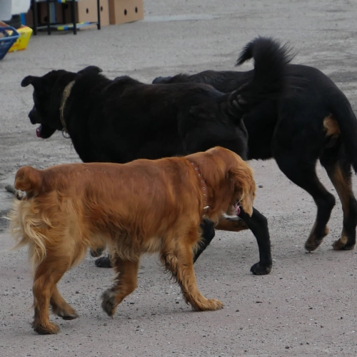 Pet support