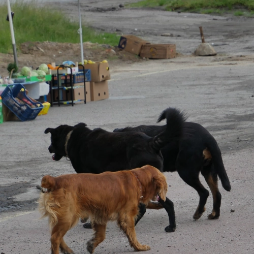 Pet support